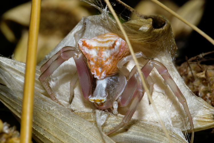 Salticidae tra glume di avena e Thomisus con ovisacco