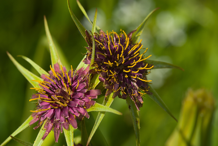 Tragopogon hybridus (sin. Geropogon glaber) ?