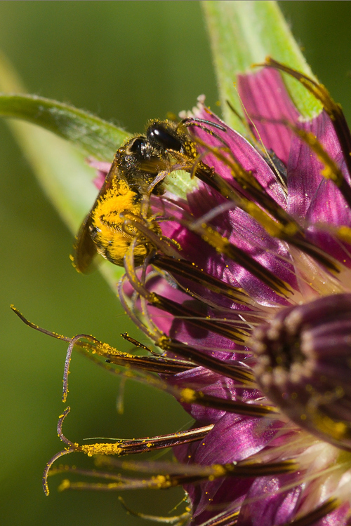 Tragopogon hybridus (sin. Geropogon glaber) ?