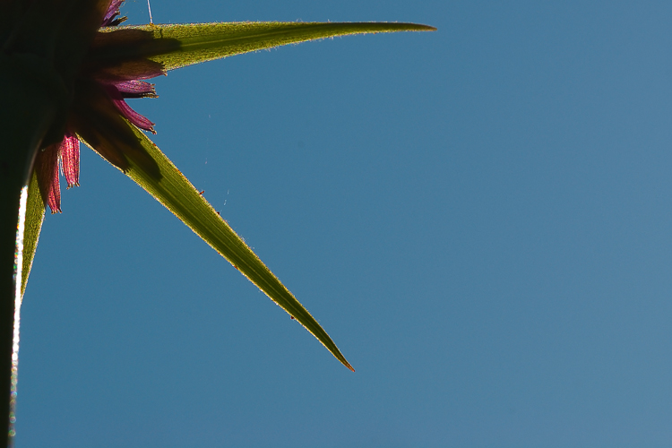 Tragopogon hybridus (sin. Geropogon glaber) ?