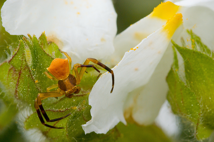 Thomisus onustus