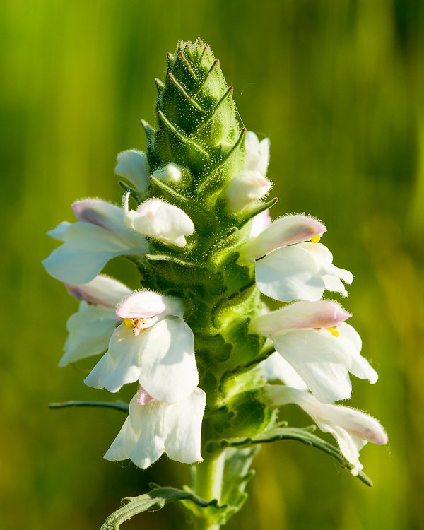 Bartsia trixago