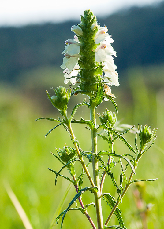 Bartsia trixago