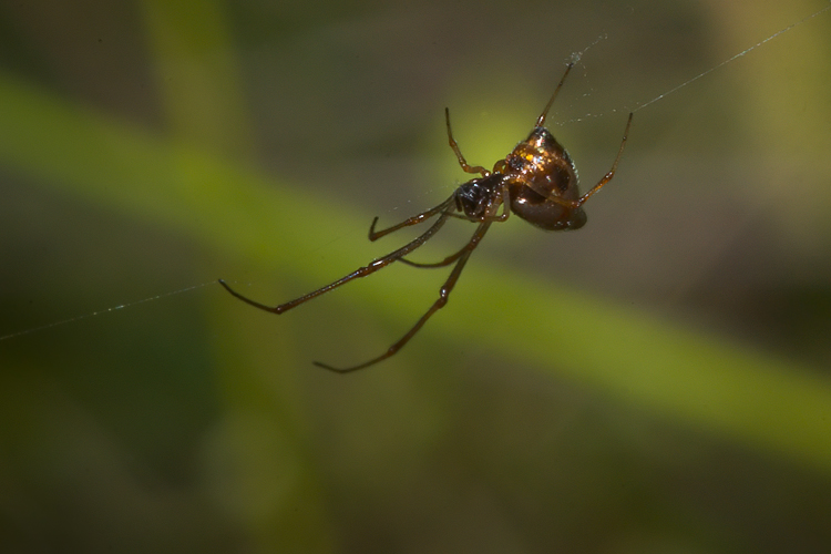 Neoscona adianta & Argyrodes sp.