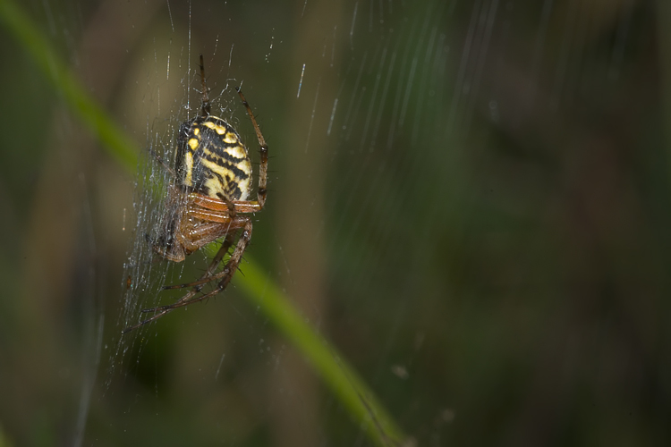 Neoscona adianta & Argyrodes sp.