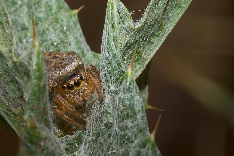 Salticidae - probabile Evarcha sp.