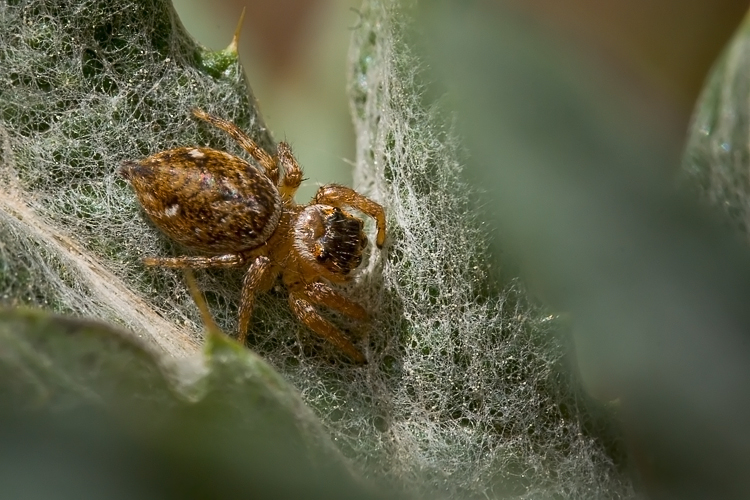 Salticidae - probabile Evarcha sp.