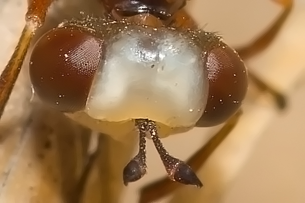 Giovane Physocephala sp. (Conopidae)