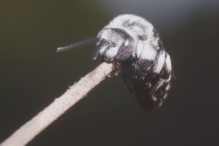 Thyreus cf. histrionicus (Apidae Anthophorinae)