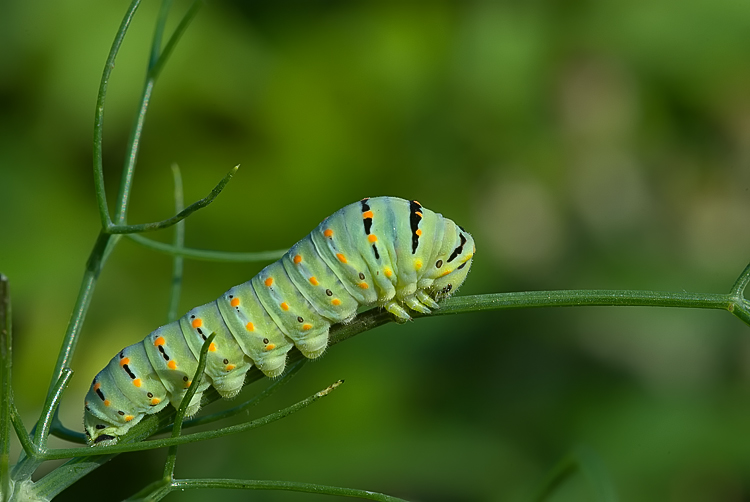 Un bruco di Papilio machaon