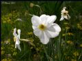 Narcissus poeticus