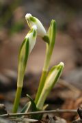 Leucojum vernum