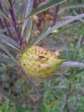 Asclepias fruticosa