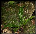 Asplenium scolopendrium