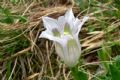 Gentiana acaulis