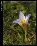 Romulea bulbocodium