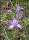 Moraea sisyrinchium