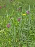 Fritillaria burnatii