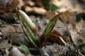 Erythronium dens-canis