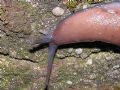 Limax geographicus