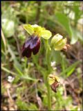 Ophrys iricolor subsp. eleonorae