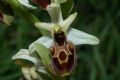 Ophrys exaltata subsp. montis-leonis