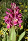 Dactylorhiza sambucina