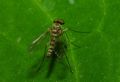 Chrysopilus splendidus