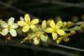 Agrimonia eupatoria