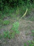 Agrimonia eupatoria