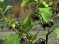 Solanum nigrum