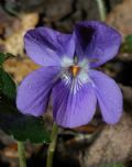 Viola alba subsp. dehnhardtii