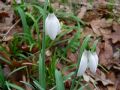 Galanthus nivalis