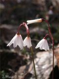 Leucojum autumnale