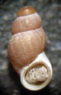Nodulus contortus var. spiralis