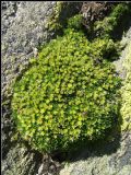 Cherleria sedoides