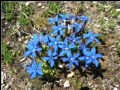 Gentiana bavarica