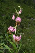 Lilium martagon