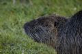 Myocastor coypus