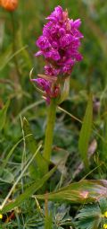 Dactylorhiza incarnata