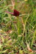 Nigritella rhellicani