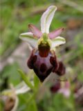 Ophrys morisii