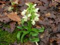 Dactylorhiza romana