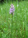 Dactylorhiza maculata subsp. fuchsii