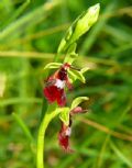 Ophrys insectifera