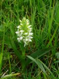 Dactylorhiza incarnata (apocromia)