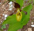 Cypripedium calceolus