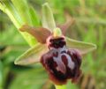 Ophrys passionis