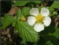 Fragaria vesca