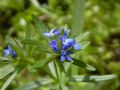 Asperula arvensis